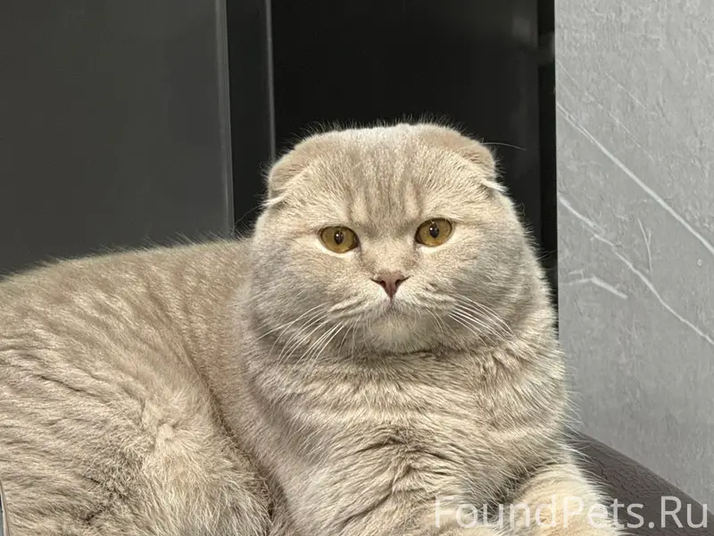 Пропал кот Сева