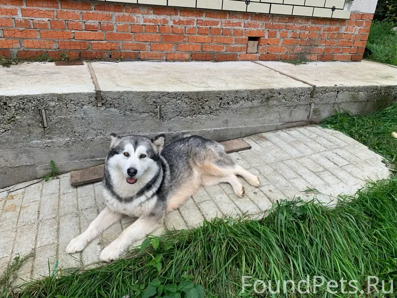 Пропала собака Джесси