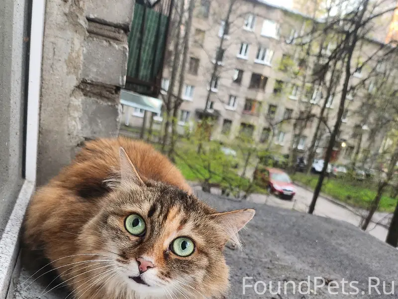 Найдена кошка, Красногвардейский район