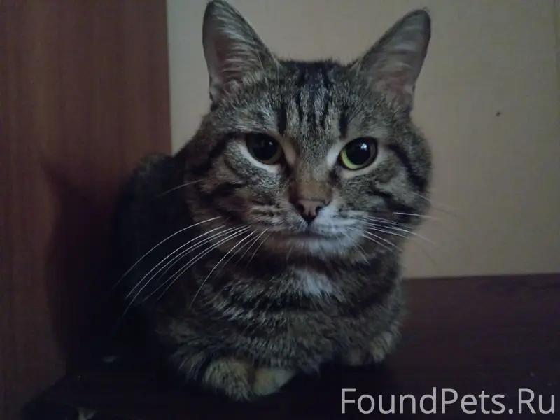 Пропал кот Боня