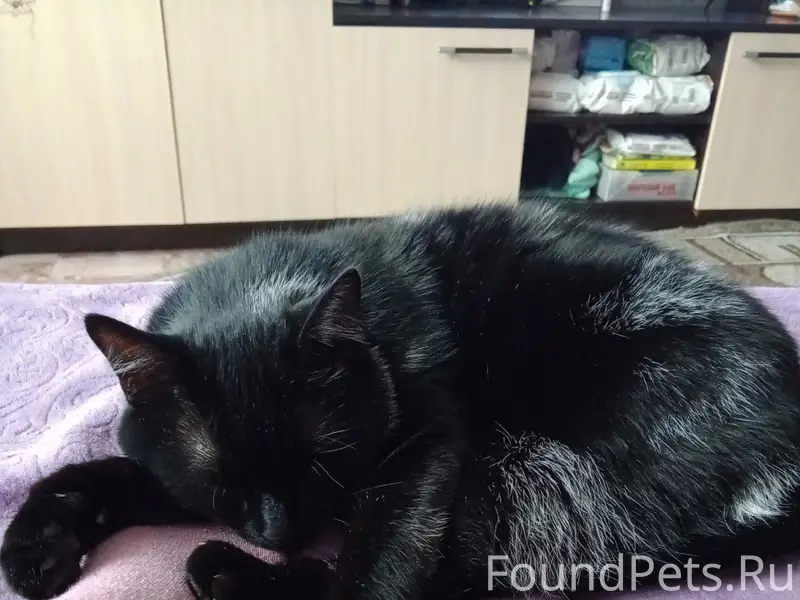 Пропал кот, свяжитесь по номеру 89156479627