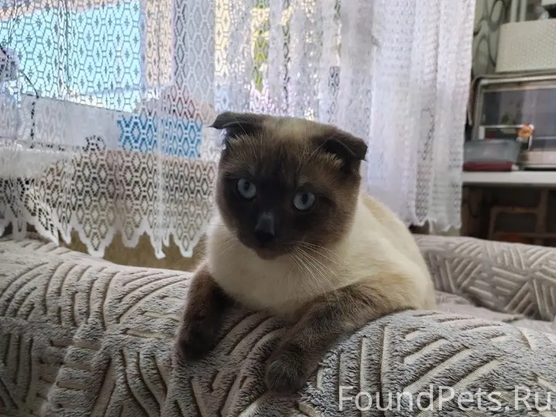 Пропал сиамский кот Кекс, район Мужского монастыря