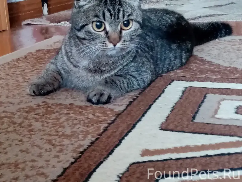 Пропала кошка, Донской, ул. Тимирязева
