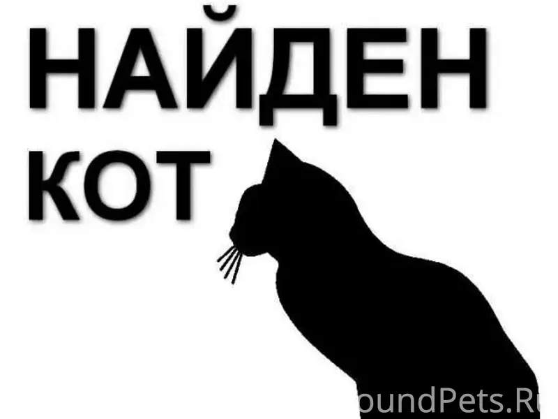 Найден кот в ошейнике, Октябрьская