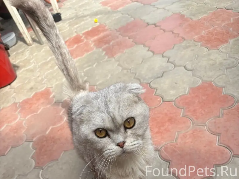 Найден кот, район магистрального проезда