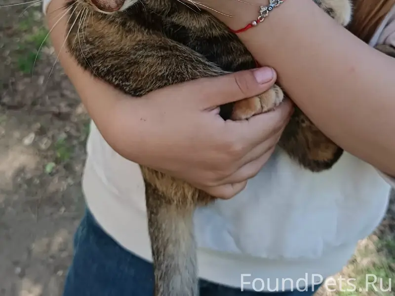 Найдена кошка, Краснокамск