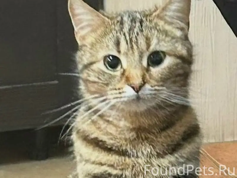 Пропала кошка, район Луначарского