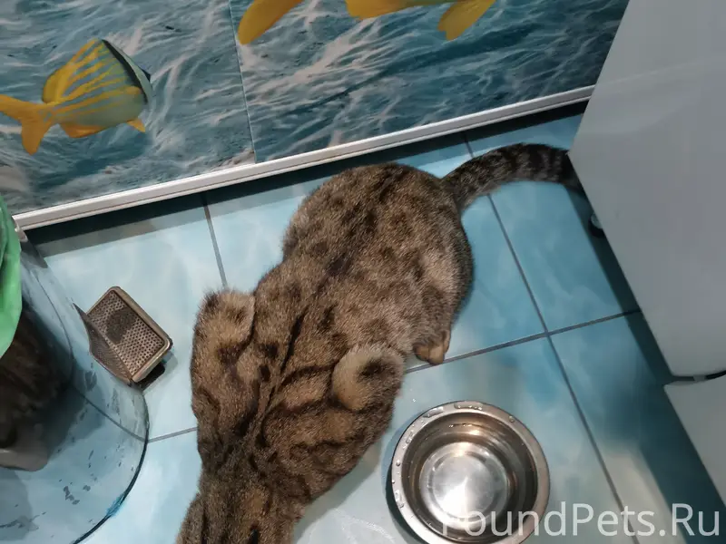 Найден серый котик, Копейск, проспект Победы