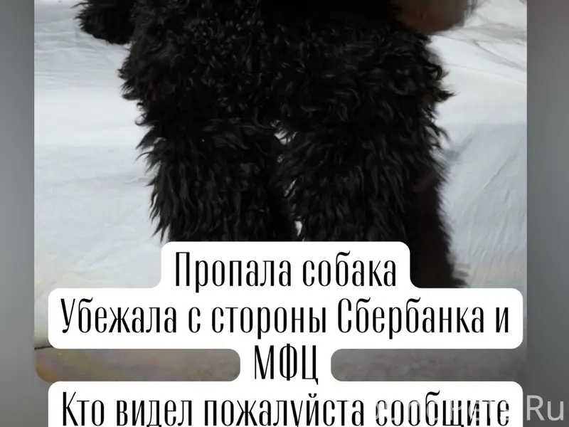 Пропал мальтипу Роки, со стороны Сбербанка и МФЦ