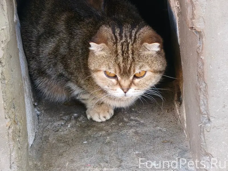 Найдена шотландская вислоухая кошка, место не указано