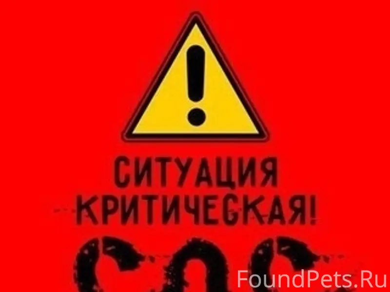 Пропала белая собака, хромая, неизвестно где потерялась