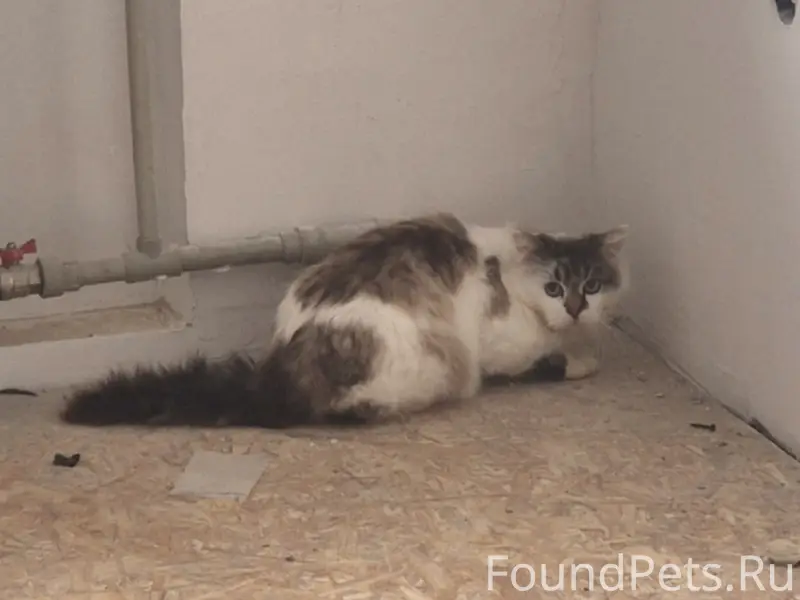 Пропал кот, ул. Волгоградская