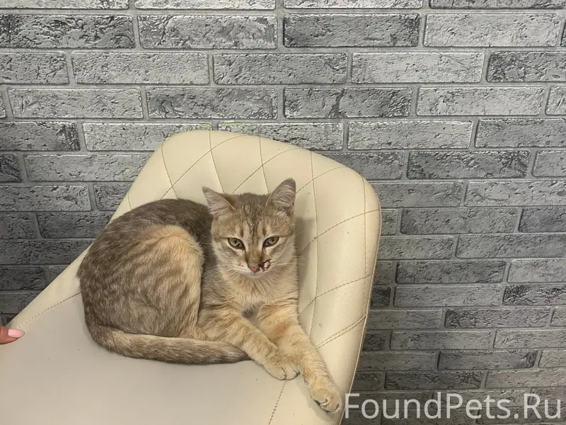 Найдена кошка, район проспекта Ленина