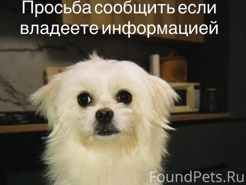 Пропал Талик, район семейного магнита/столбовая