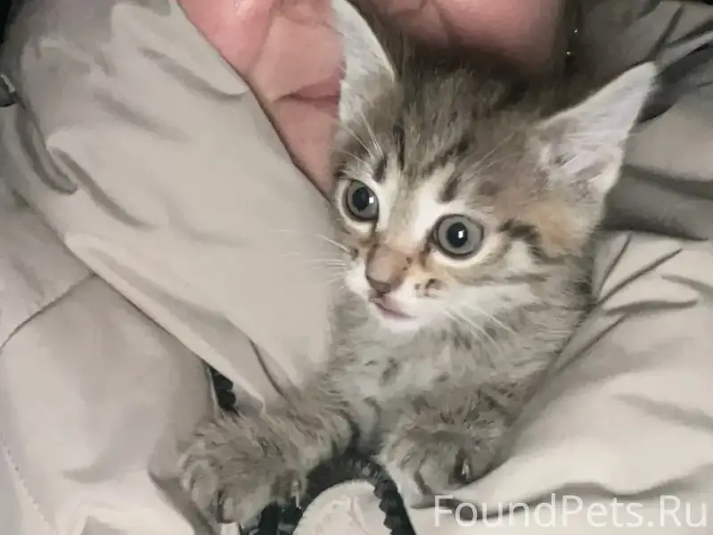 Пропала кошка Ася, 18 микрорайон