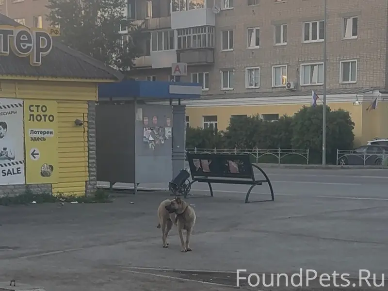 Пропал пес, Невьянск