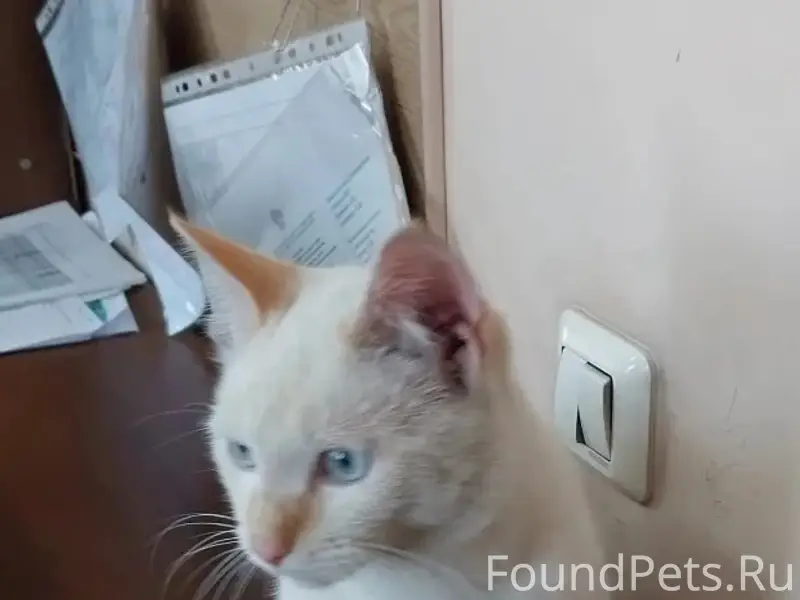 Найден котёнок, мальчик, ул. Эйдемана
