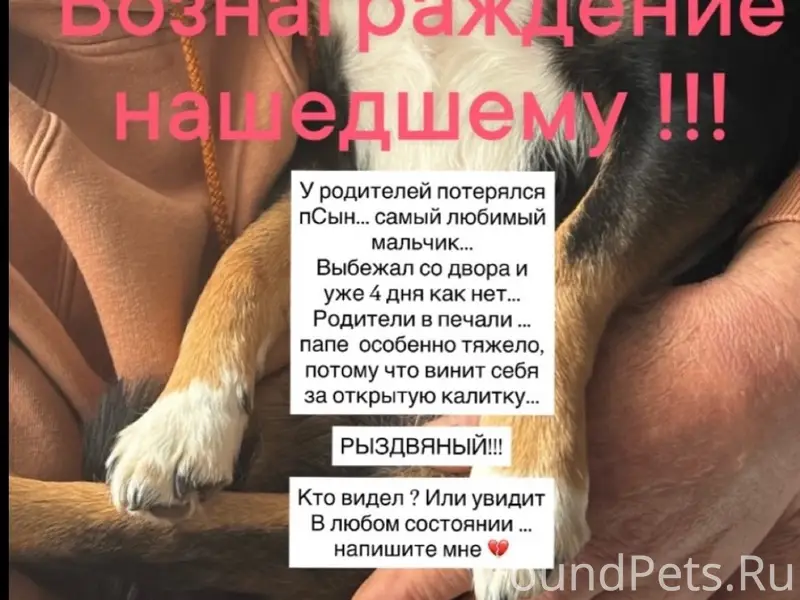 Пропал пёс Валера, П. Рыздвяный