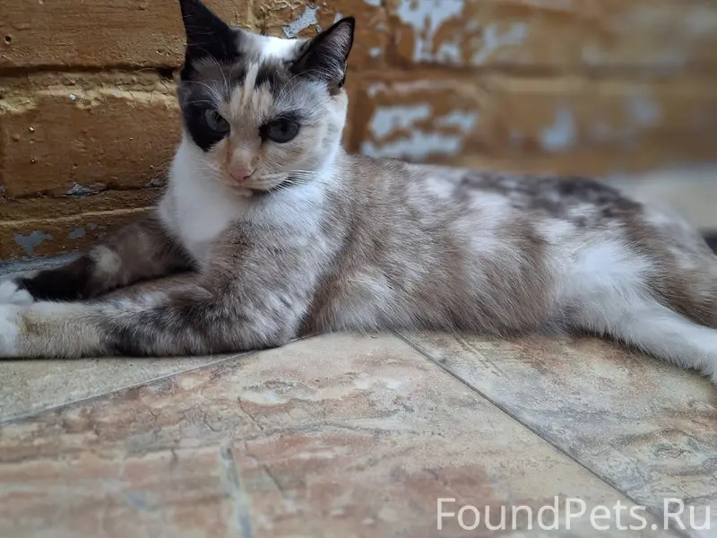 Пропала кошка Муся, Мичуринская 104
