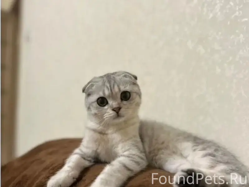 Пропала шотландская вислоухая, 2я Юрчаковская