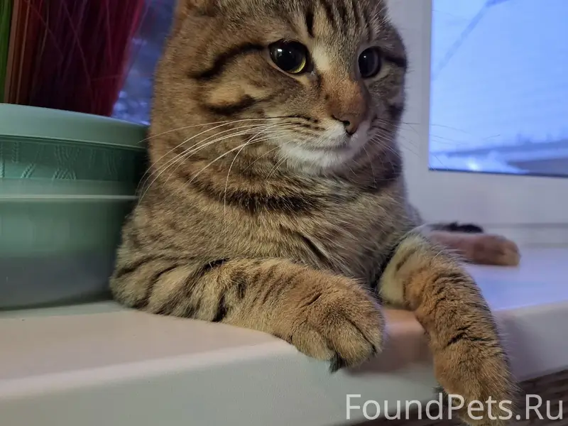 Пропал кот Ярик, ул. Дзержинского