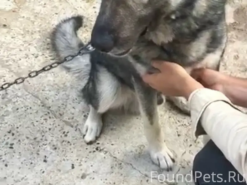 Пропал пёс, Вишнёвый сад
