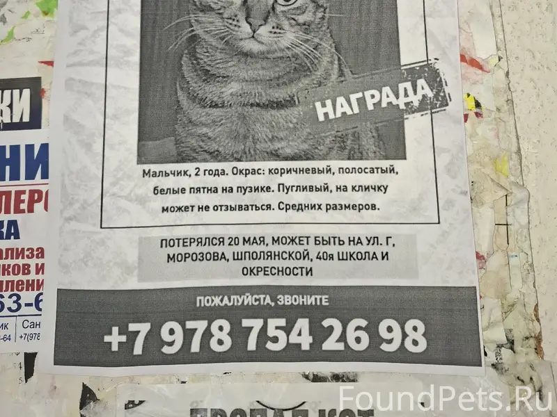 Пропал кот Тигруша, район 40-й школы