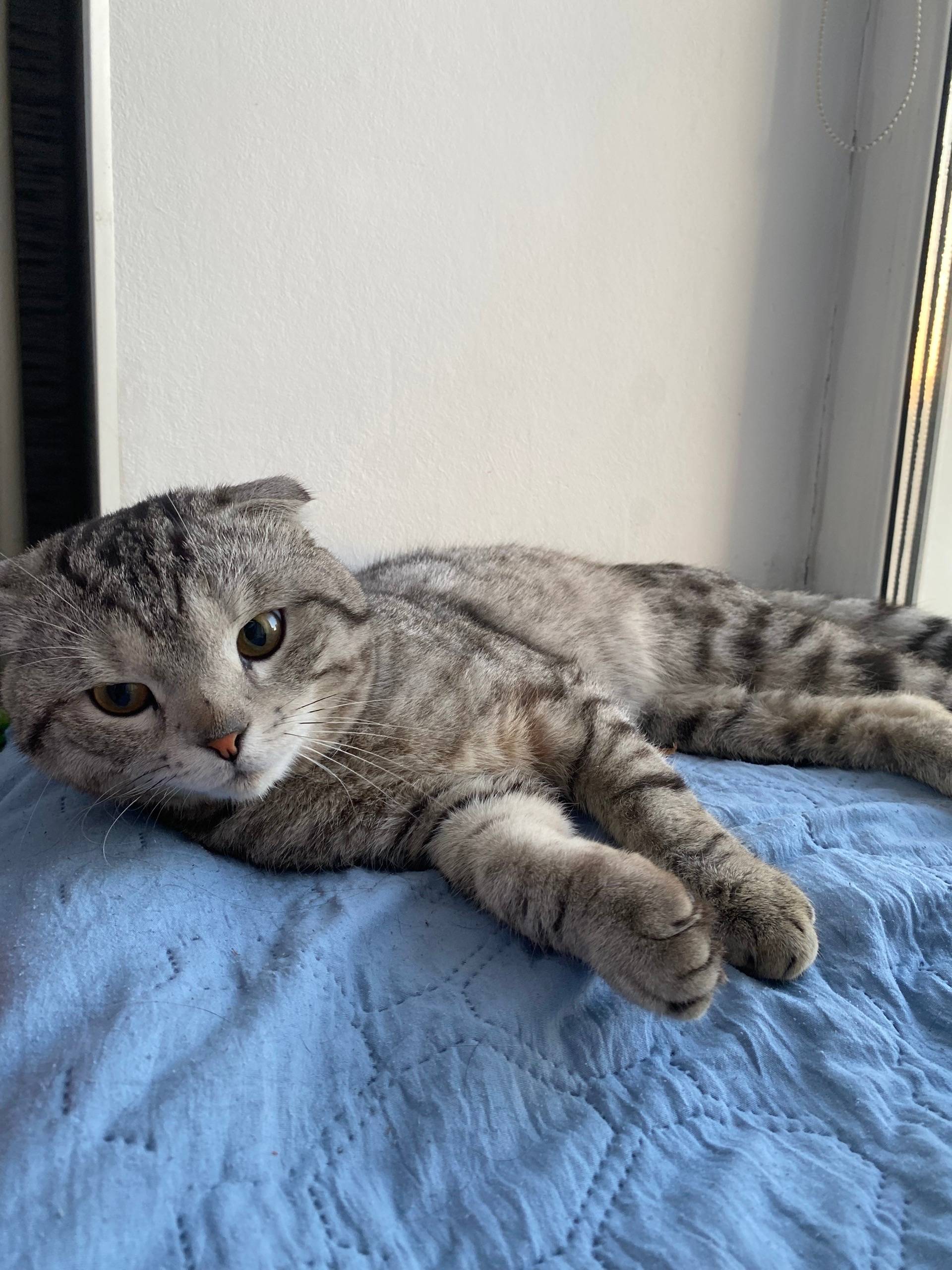 Найден кот, Павловский тракт