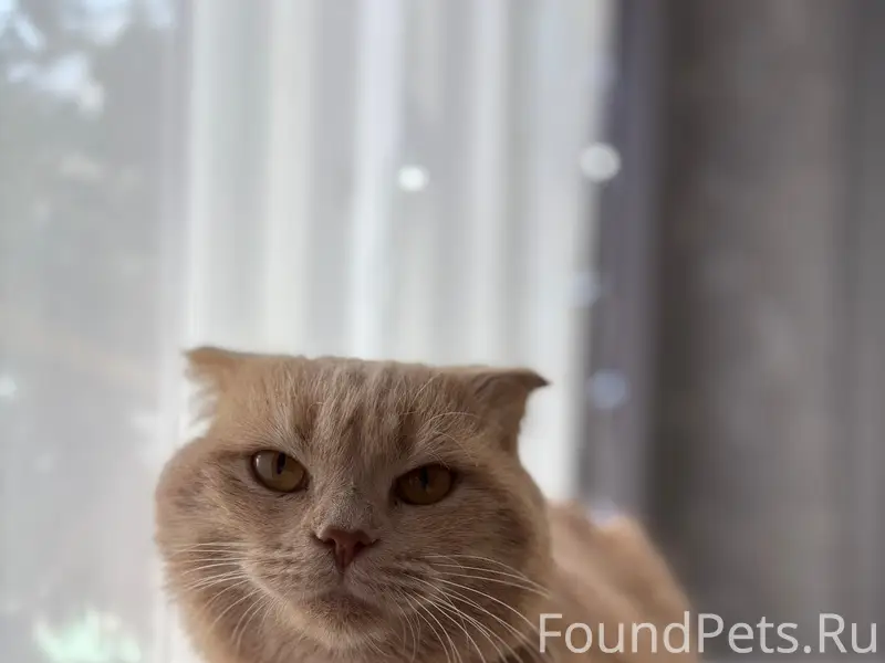 Пропал кот, район ЗАГСа