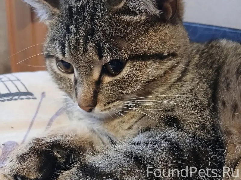 Найдена молодая кошка, автостоянка Гусарова
