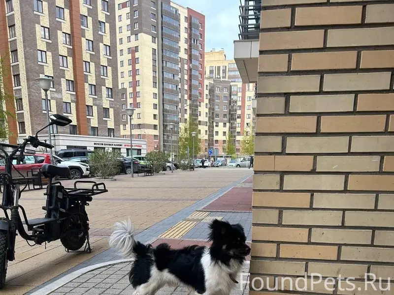 Найдена собака, район Матросова