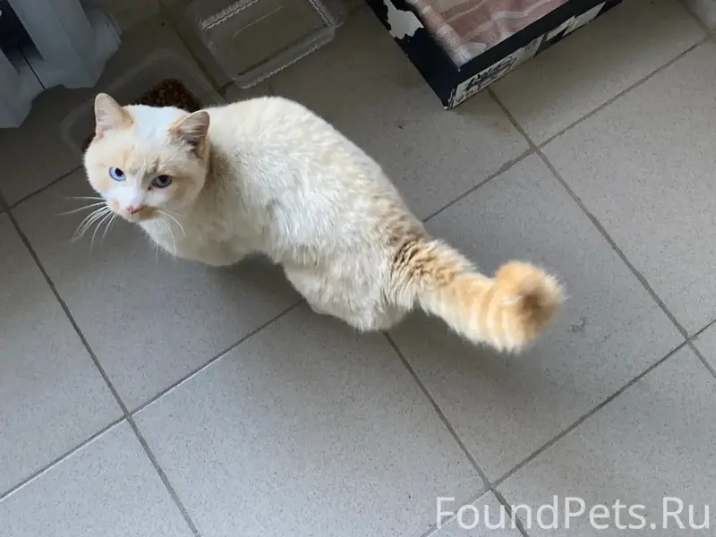 Найден кот, Северный городок
