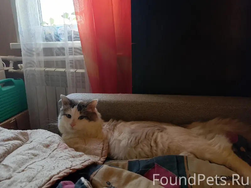 Пропал кот, снт металлург 1, 6 линия