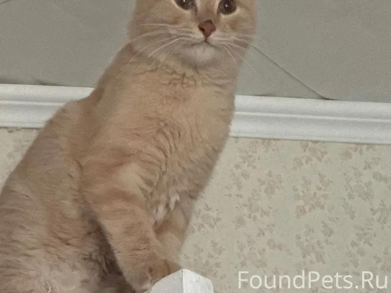 Пропал кот, район 36 школы