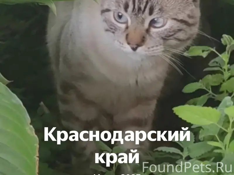Найдена кошка, нуждается в помощи