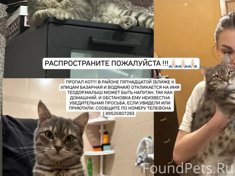Пропал кот