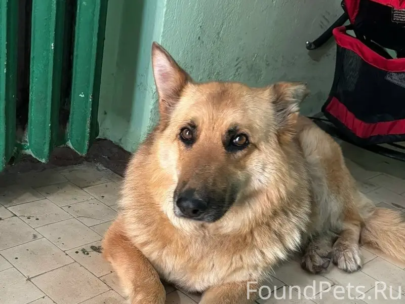 Пропала собака, район Вечного огня