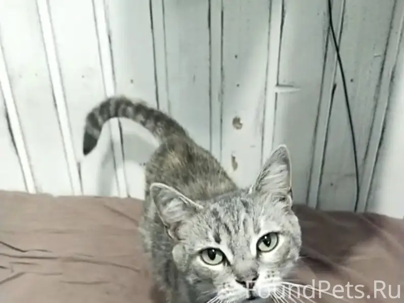 Пропала кошка Клепа, Мариенбург
