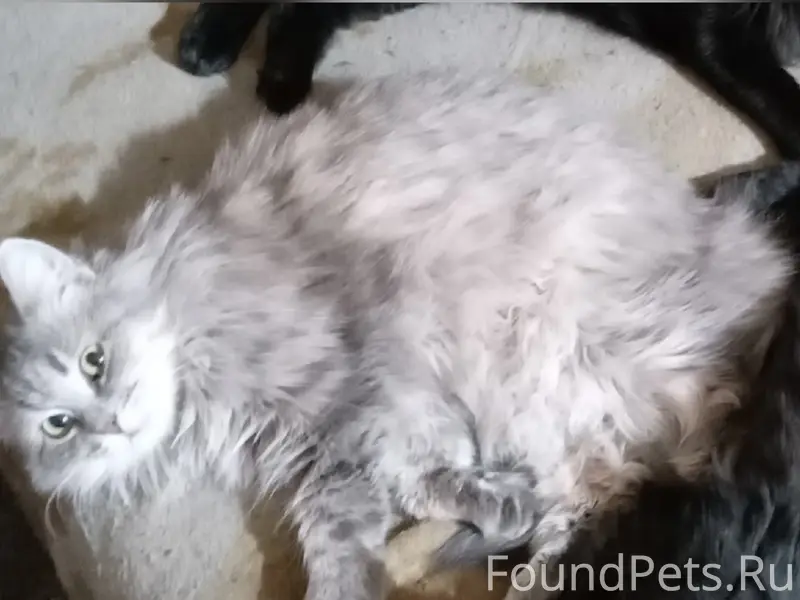 Пропали кот и кошка, Чёртик и Лиза, Коряжма