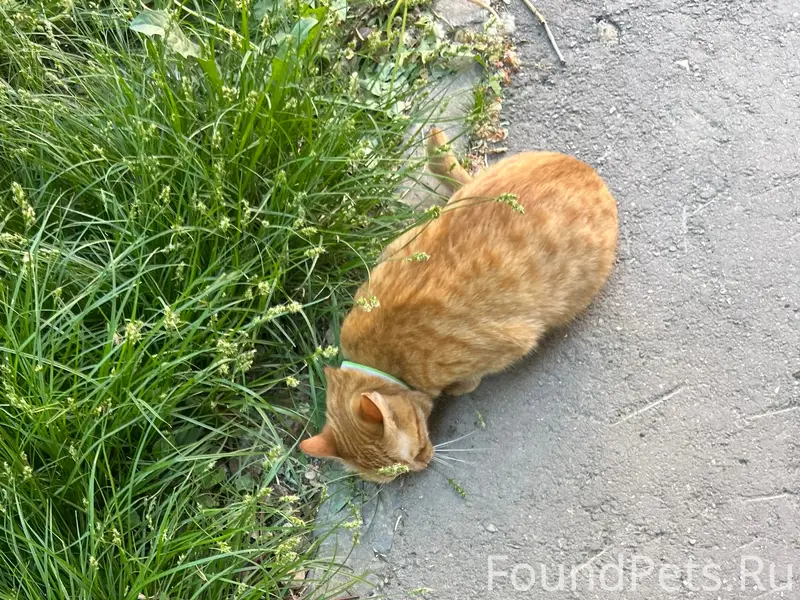 Найдена кошка, рыжая, в ошейнике, Мичурина / Лукачева