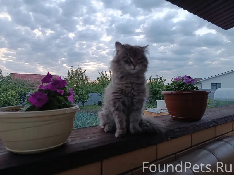 Пропал кот, Набокинские сады