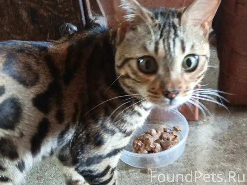 Найден бенгальский кот, ул. Морозовская
