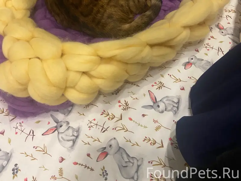 Пропала кошка, Севрюково