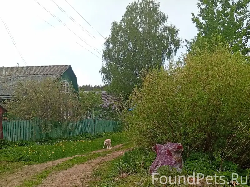 Пропал щенок Алабая, район Крутышка