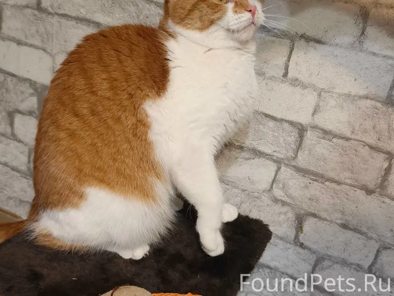 Пропала рыже-белая кошка, Володарский район