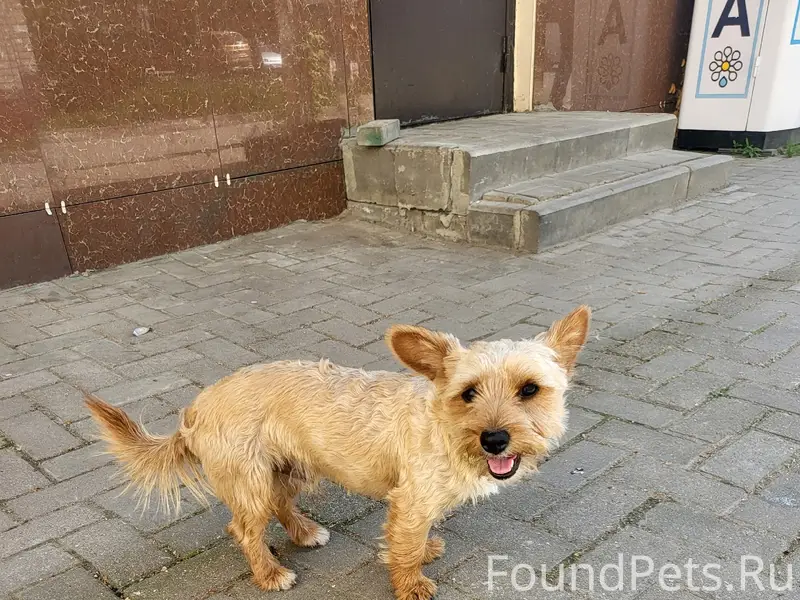 Пропала собака, около рынка