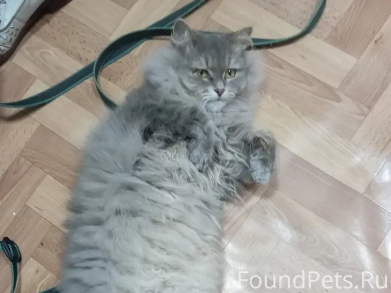 Пропала кошка Плюша, Майский