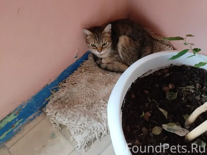 Найден кот, ласковый мальчик
