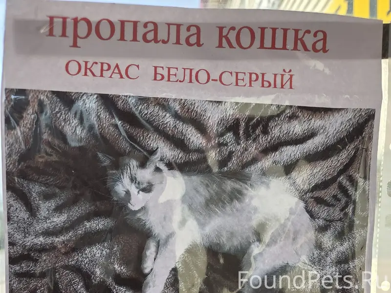 Пропала кошка, Соломбала