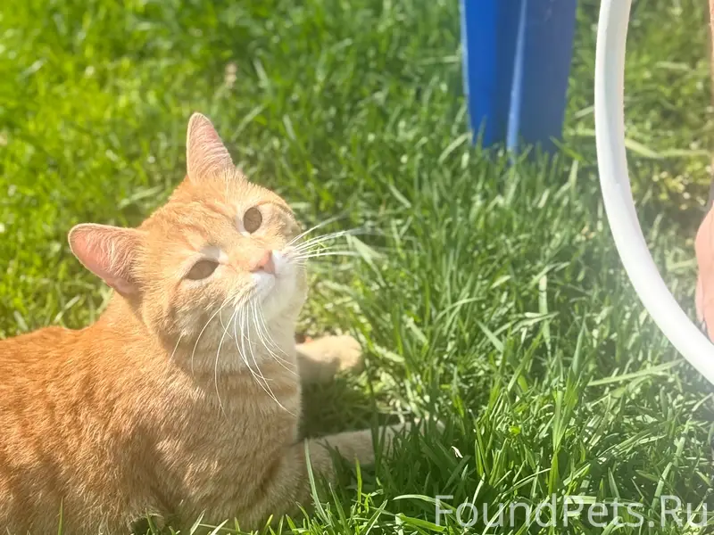 Пропал кот Бобер, г. Яхрома